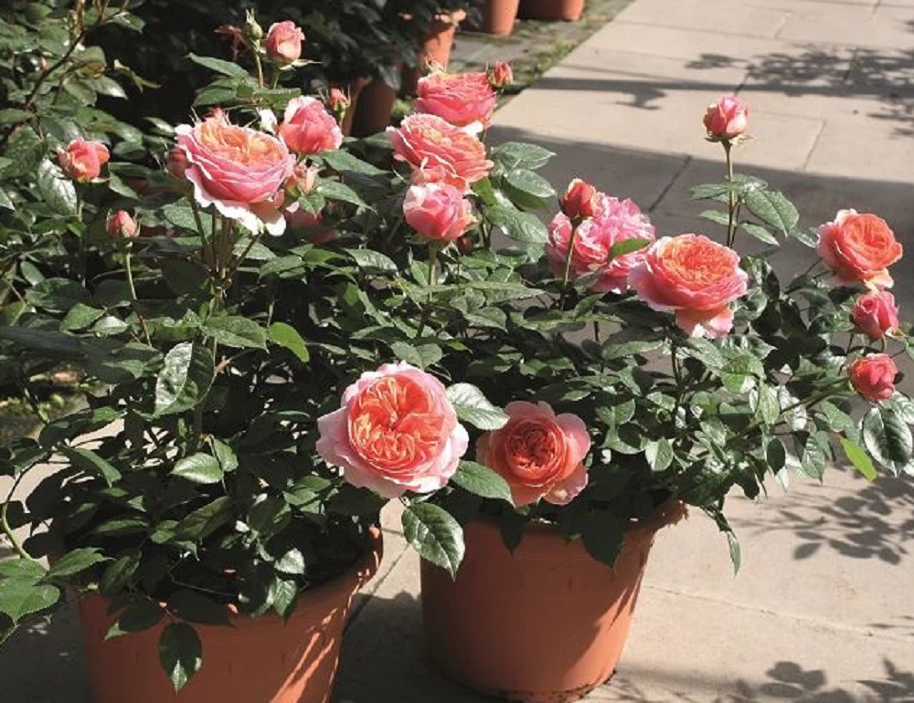 Famous Roses