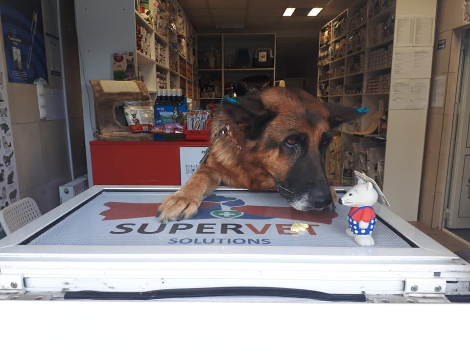 Afecțiuni ale animalelor de companie care necesită vizita într-un cabinet veterinar non stop